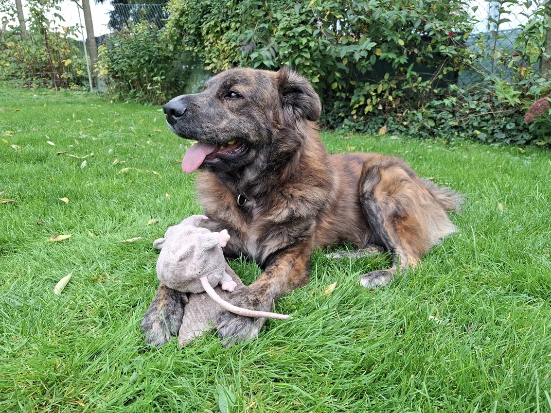 TEDDY S 283 – Bild 13