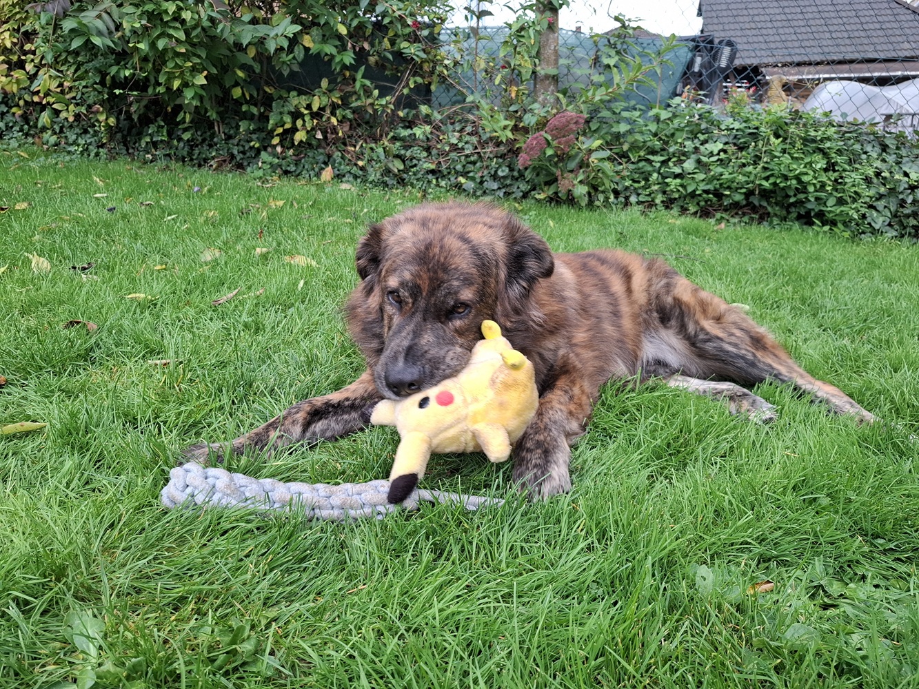 TEDDY S 283 – Bild 12